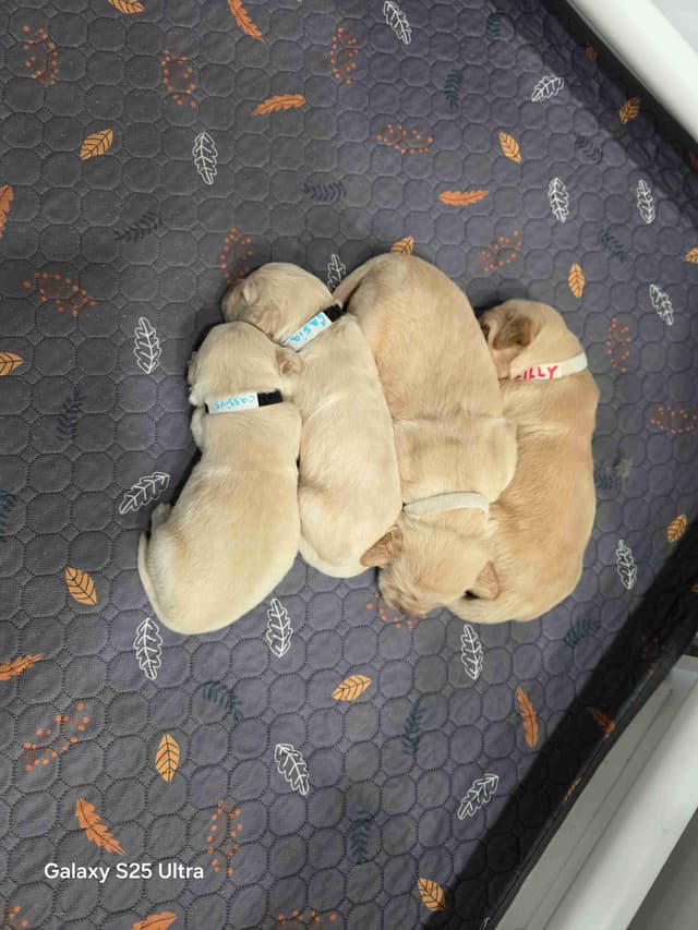 Golden Retriever Puppies media 12