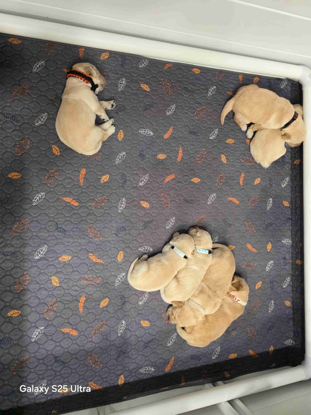 Golden Retriever Puppies media 13