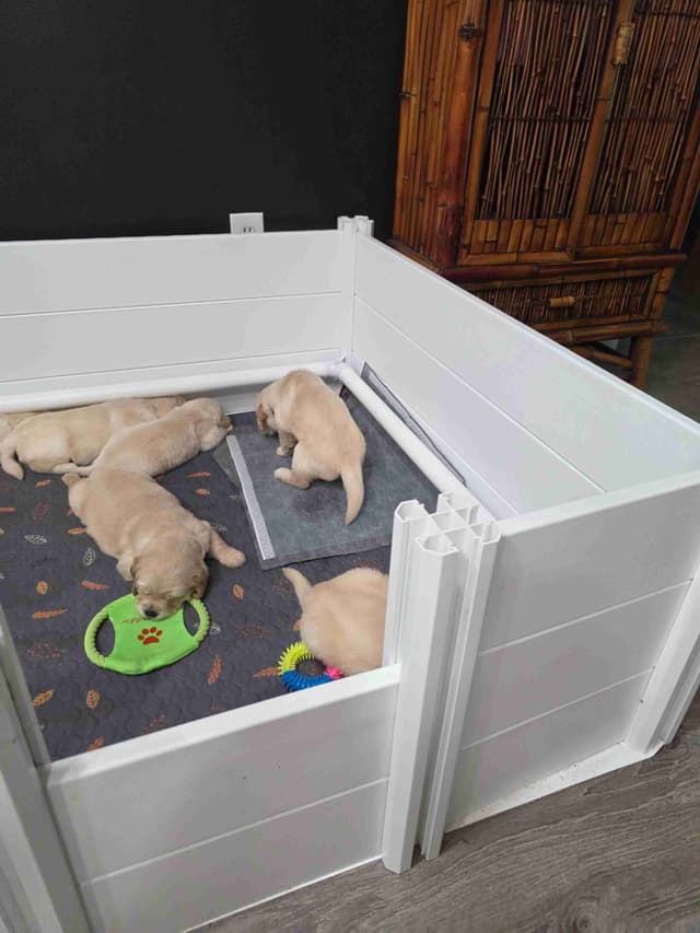 Golden Retriever Puppies media 15