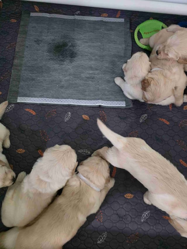 Golden Retriever Puppies media 16