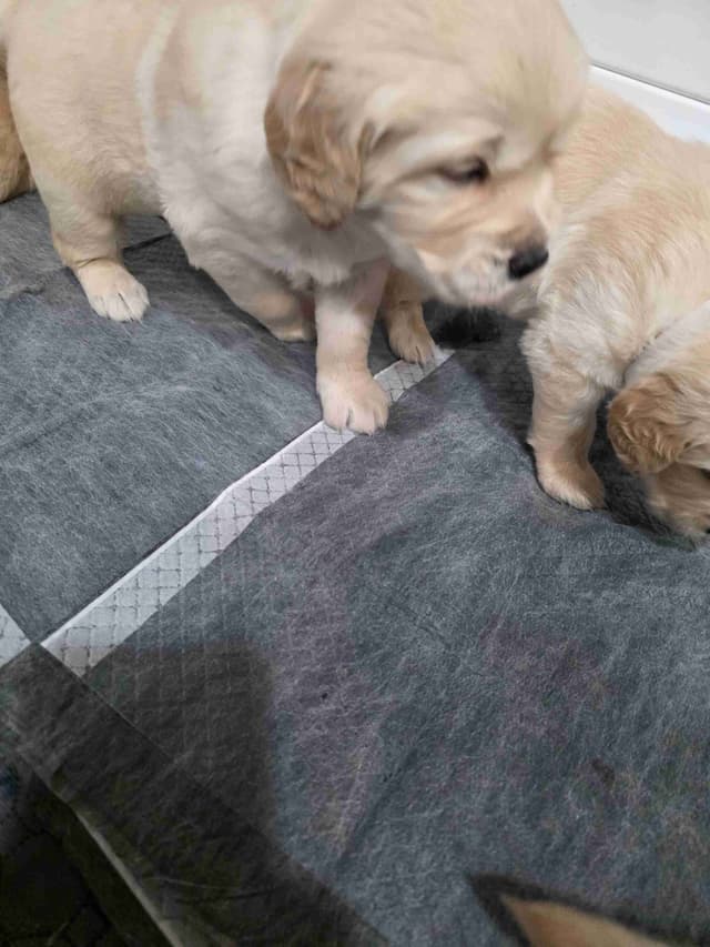 Golden Retriever Puppies media 17