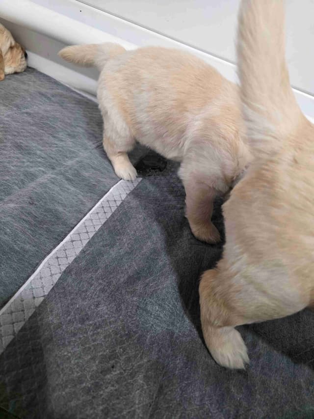 Golden Retriever Puppies media 18