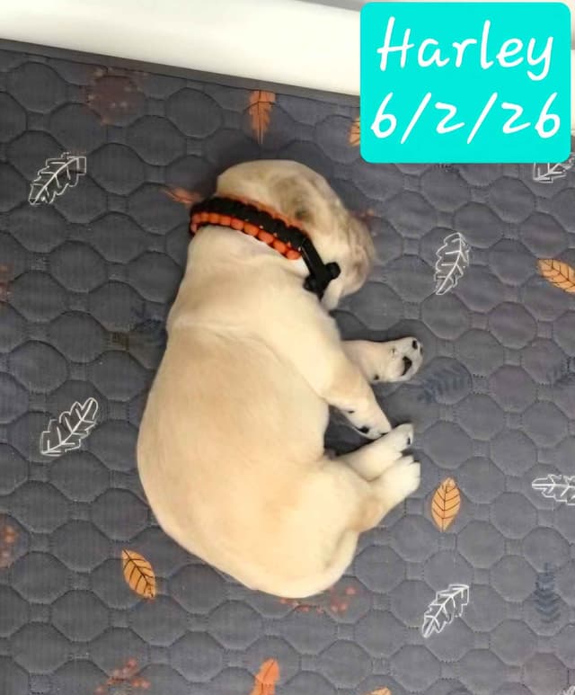 Golden Retriever Puppies media 19