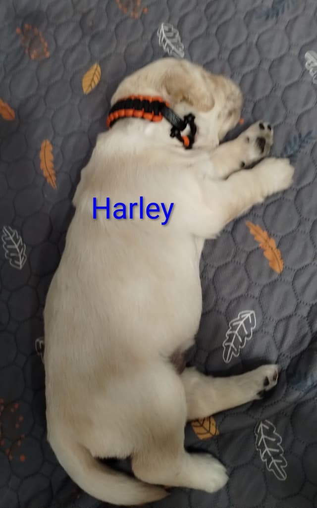 Golden Retriever Puppies media 20