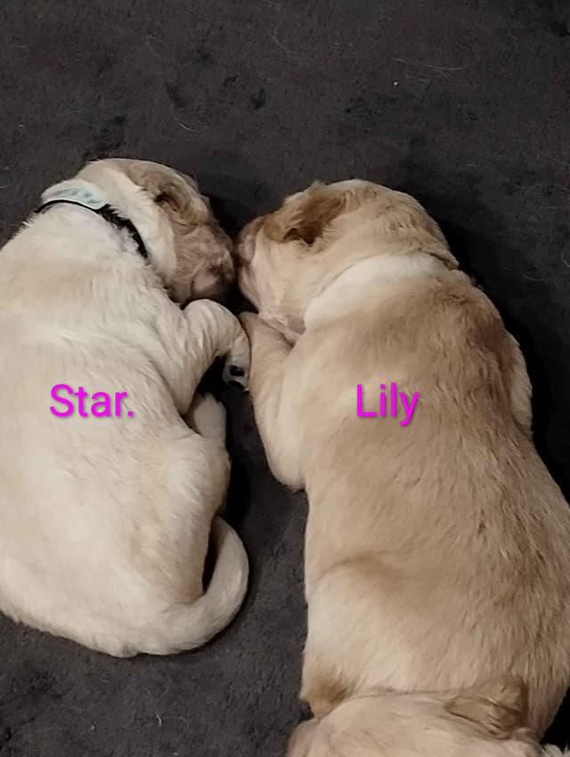 Golden Retriever Puppies media 21