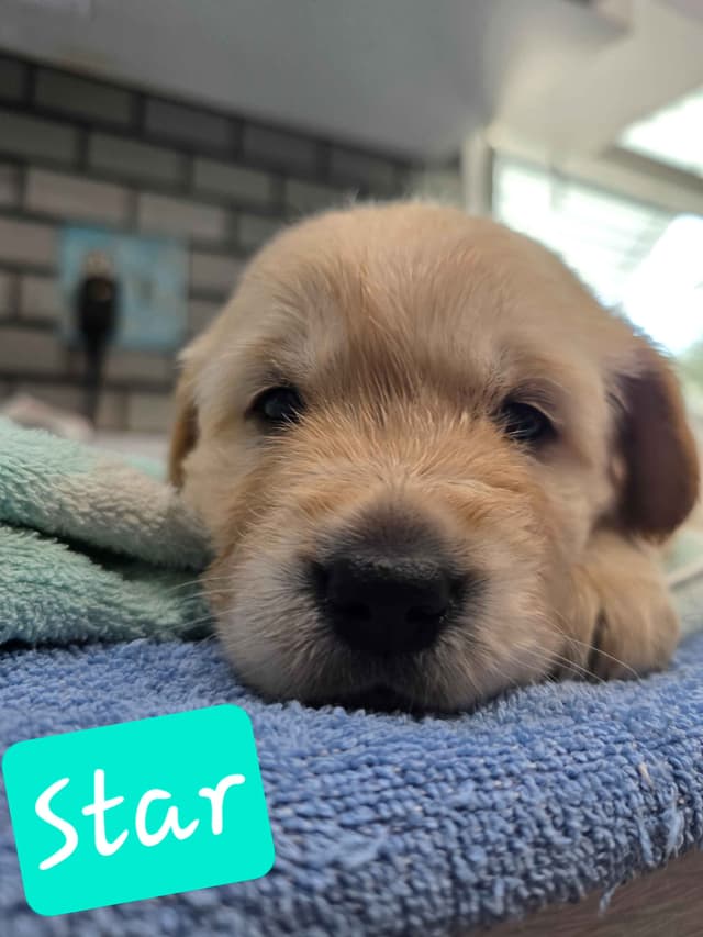 Golden Retriever Puppies media 22