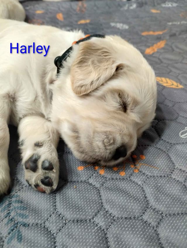 Golden Retriever Puppies media 23