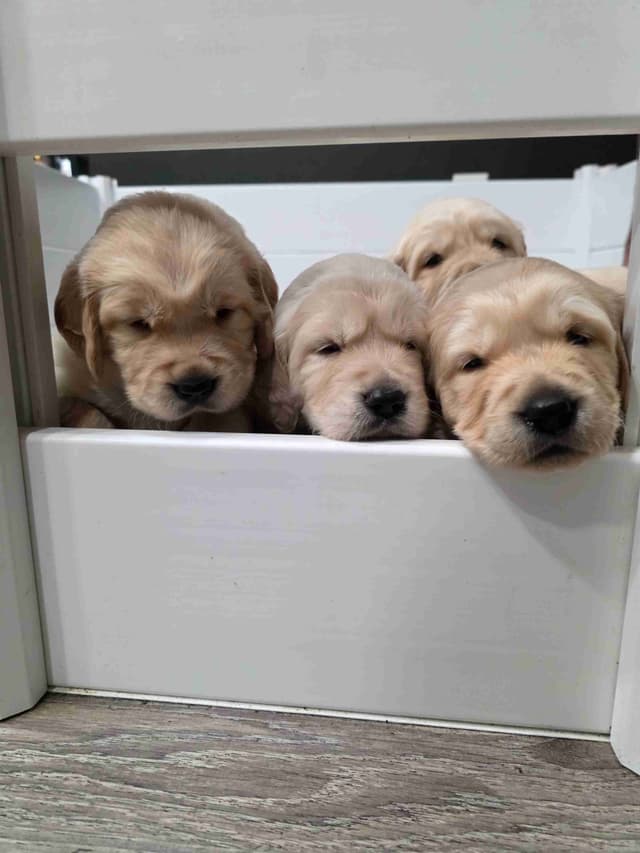 Golden Retriever Puppies media 24