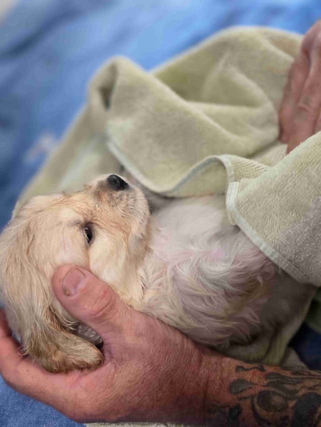 Golden Retriever Puppies media 3