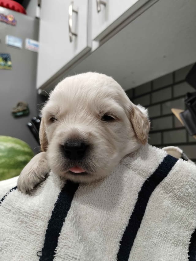 Golden Retriever Puppies media 26
