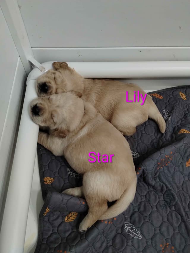 Golden Retriever Puppies media 27