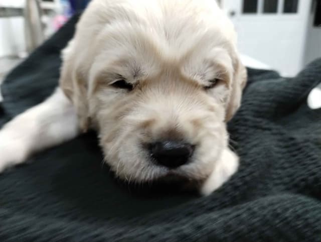 Golden Retriever Puppies media 25