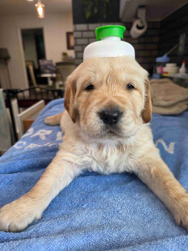 Golden Retriever Puppies media 2