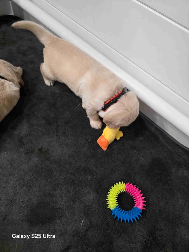 Golden Retriever Puppies media 28