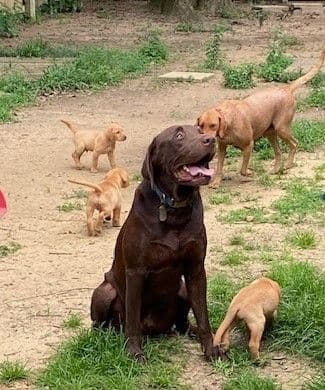 Labrador Retriever Puppies breeder image 1