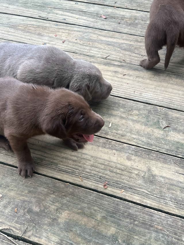 Labrador Retriever Puppies media 2