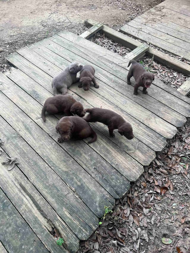 Labrador Retriever Puppies media 4