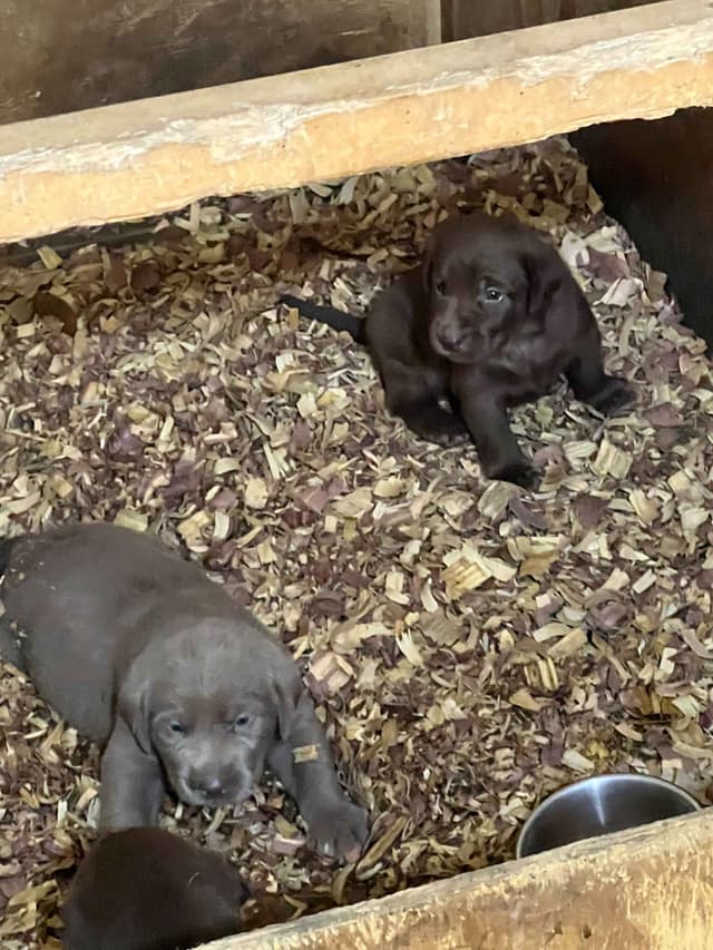 Labrador Retriever Puppies media 5