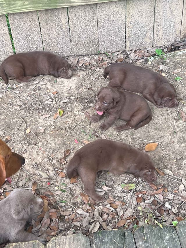 Labrador Retriever Puppies media 6