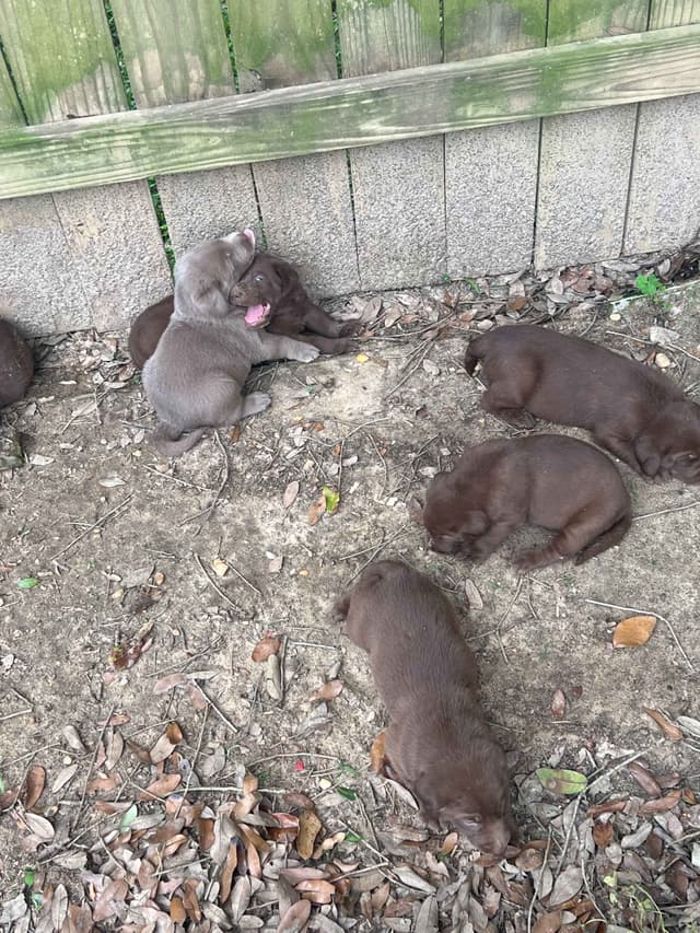 Labrador Retriever Puppies media 7