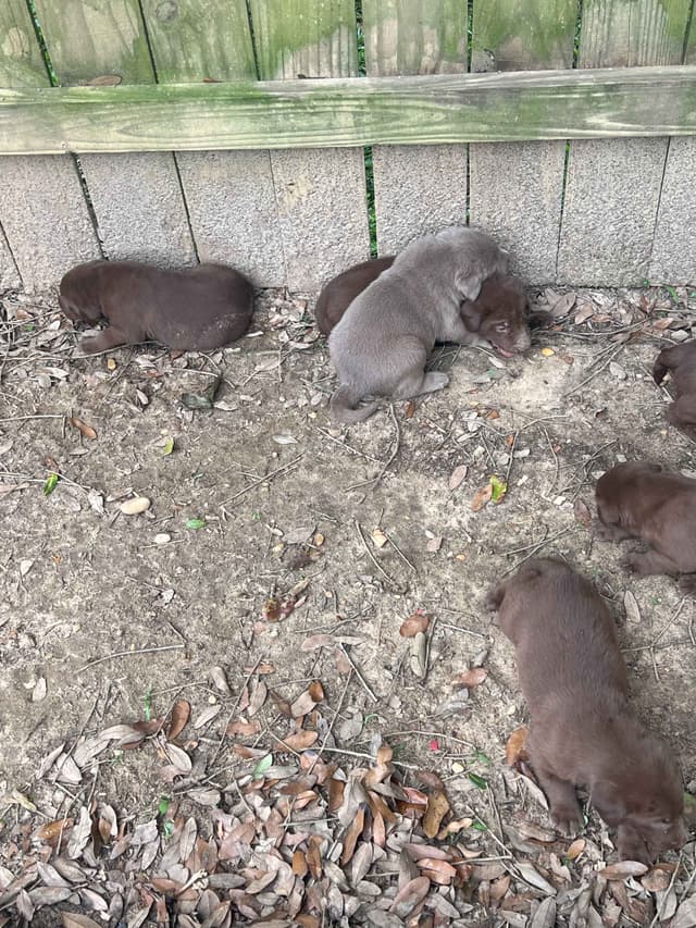 Labrador Retriever Puppies media 8