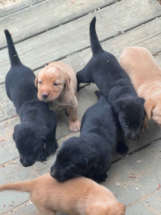 Labrador Retriever Puppies media 2