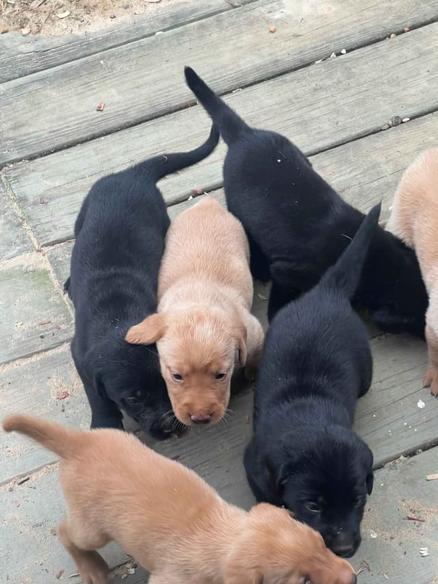 Labrador Retriever Puppies media 3