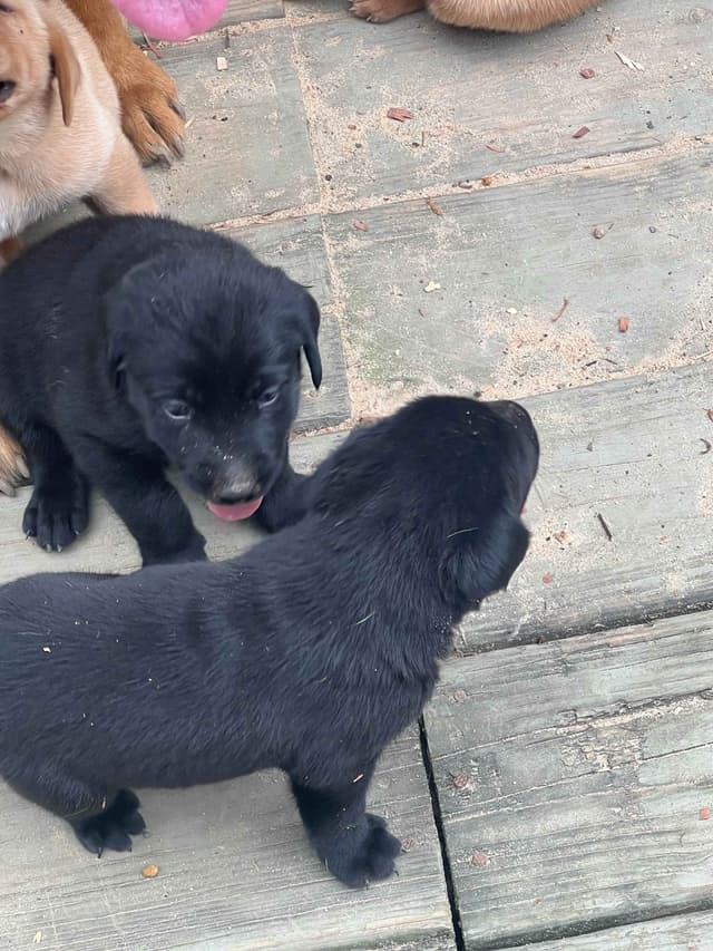 Labrador Retriever Puppies media 4