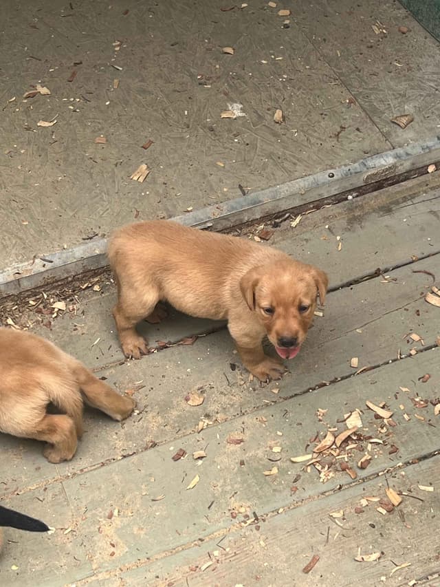 Labrador Retriever Puppies media 5