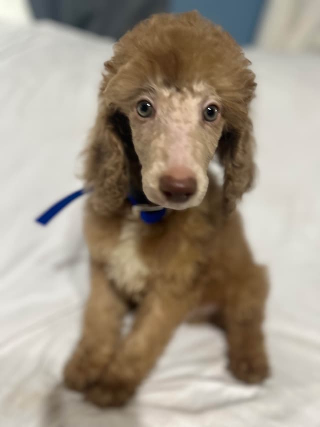 Poodle Puppies media 4