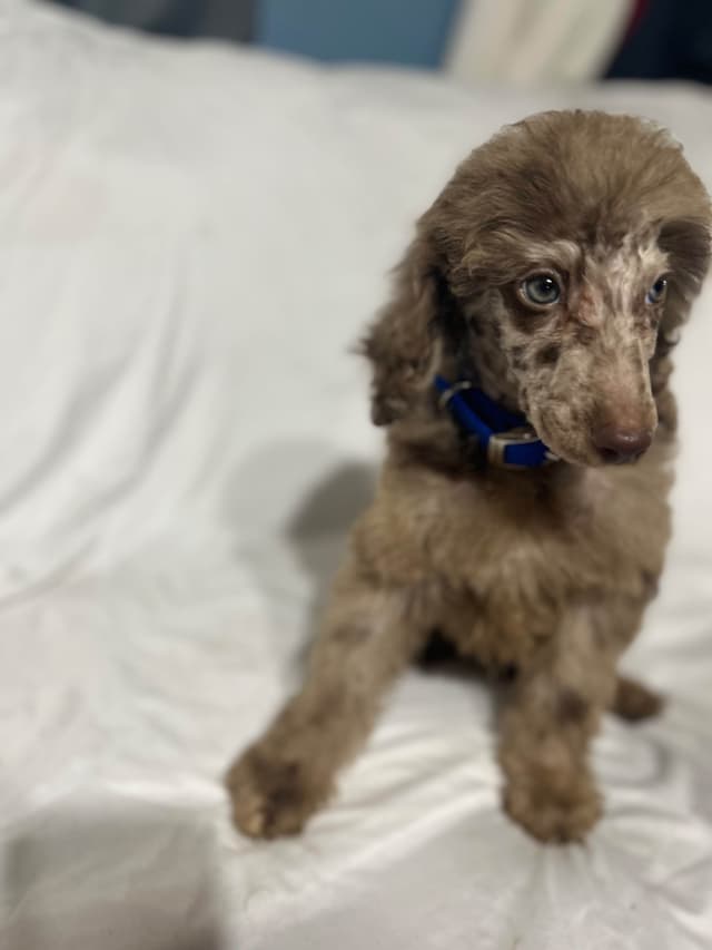 Poodle Puppies media 2