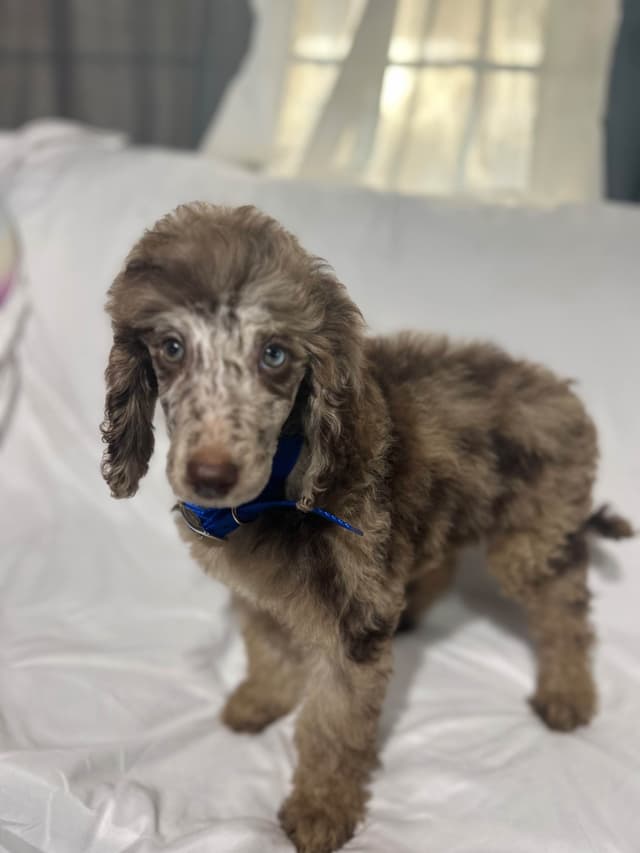 Poodle Puppies media 3