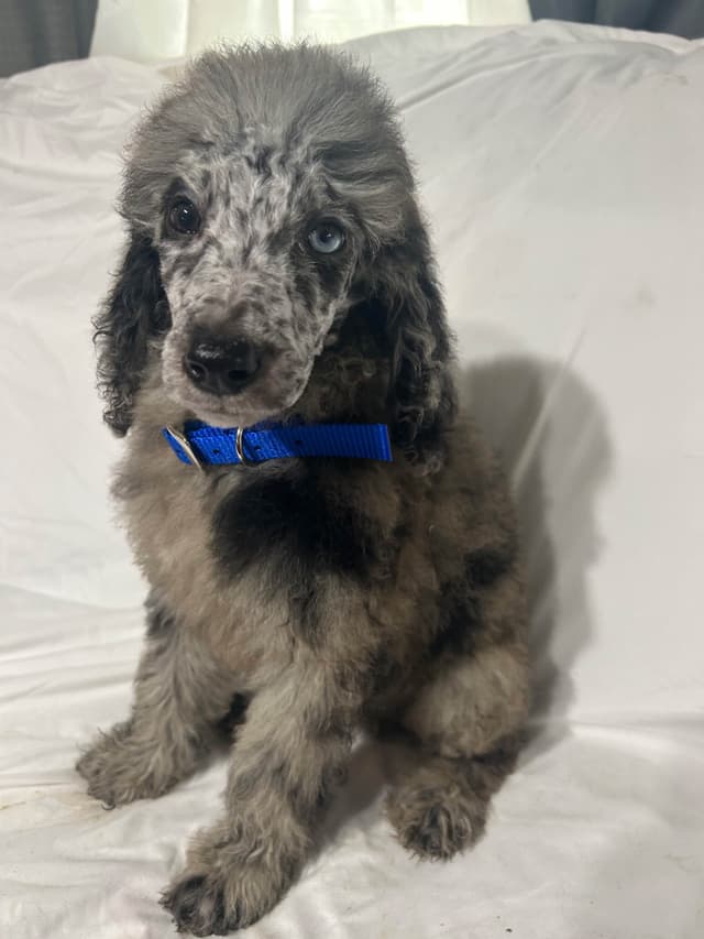 Poodle Puppies media 6