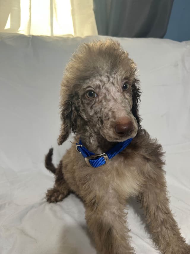 Poodle Puppies media 5