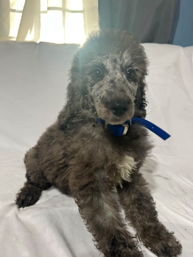 Poodle Puppies media 8