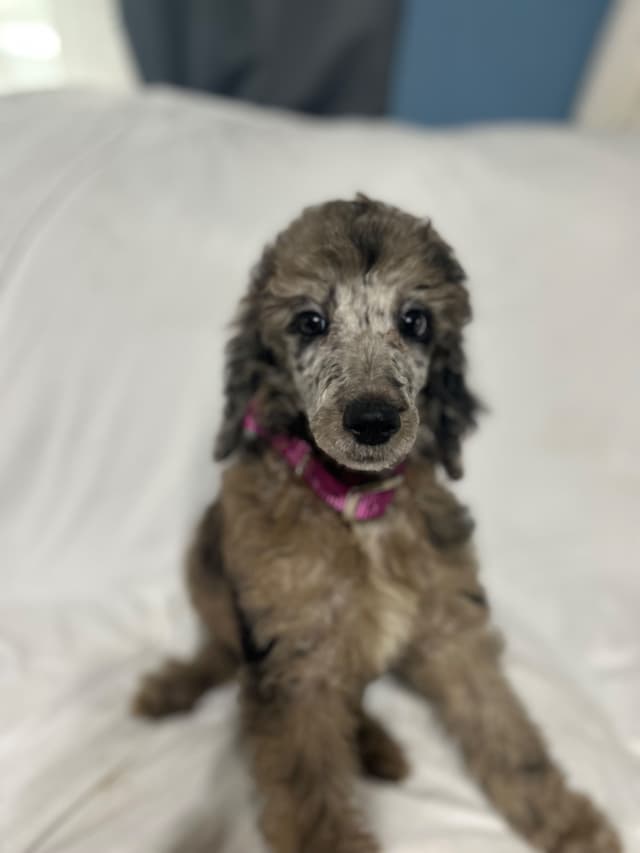 Poodle Puppies media 7