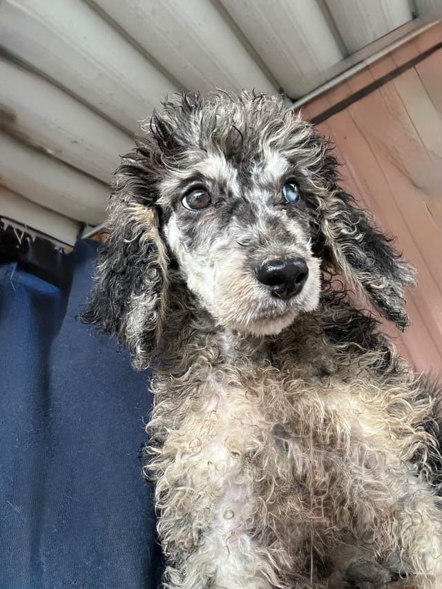 Poodle Puppies media 9