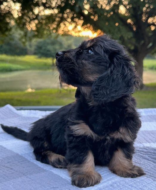 Longhaired Mini Dachshund Puppies breeder image 1