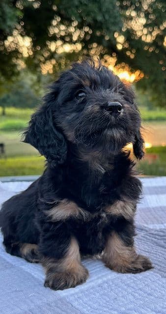 Longhaired Mini Dachshund Puppies breeder image 2