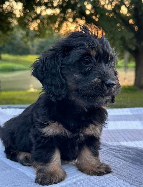 Longhaired Mini Dachshund Puppies breeder image 3