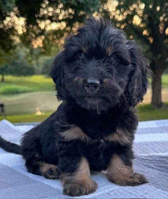 Longhaired Mini Dachshund Puppies breeder image 4