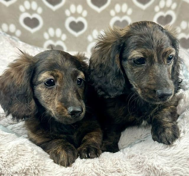 Longhaired Mini Dachshund Puppies media 2