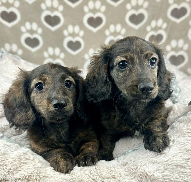 Longhaired Mini Dachshund Puppies media 3