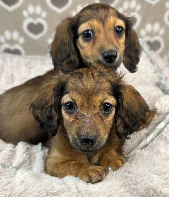 Longhaired Mini Dachshund Puppies media 4