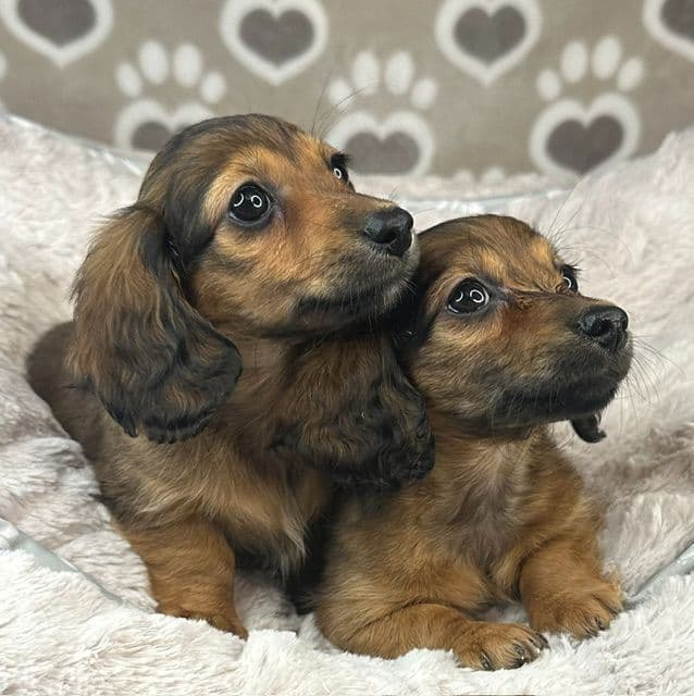 Longhaired Mini Dachshund Puppies media 5