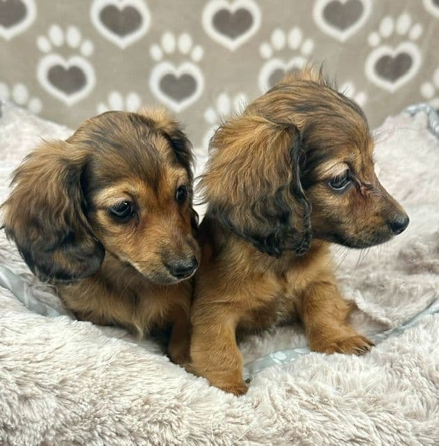 Longhaired Mini Dachshund Puppies media 6