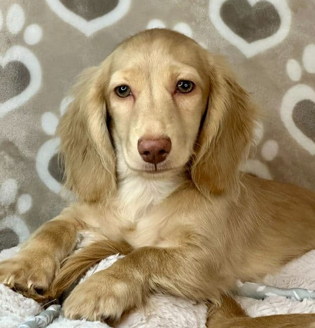 Longhaired Mini Dachshund Puppies media 2