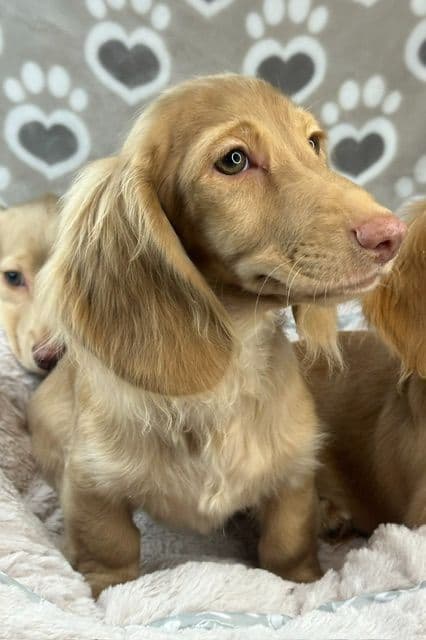 Longhaired Mini Dachshund Puppies media 3