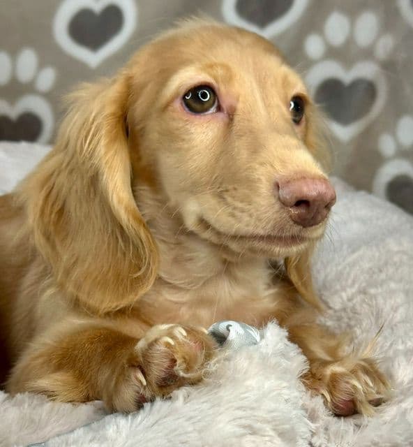 Longhaired Mini Dachshund Puppies media 4