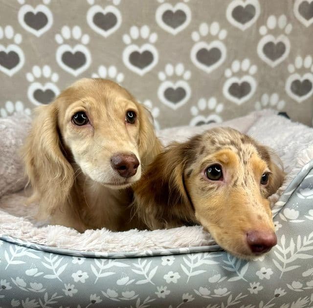 Longhaired Mini Dachshund Puppies media 5